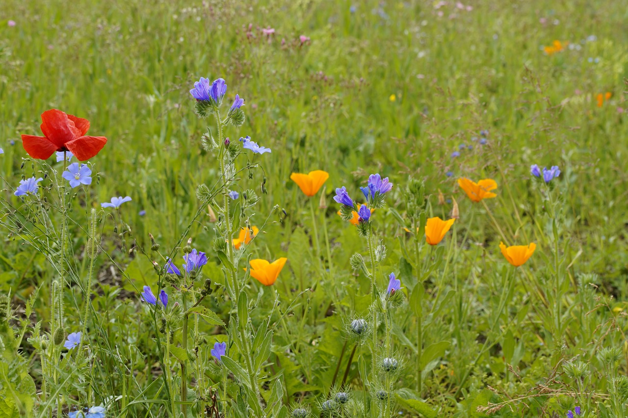 meadow wild flowers bloom free photo
