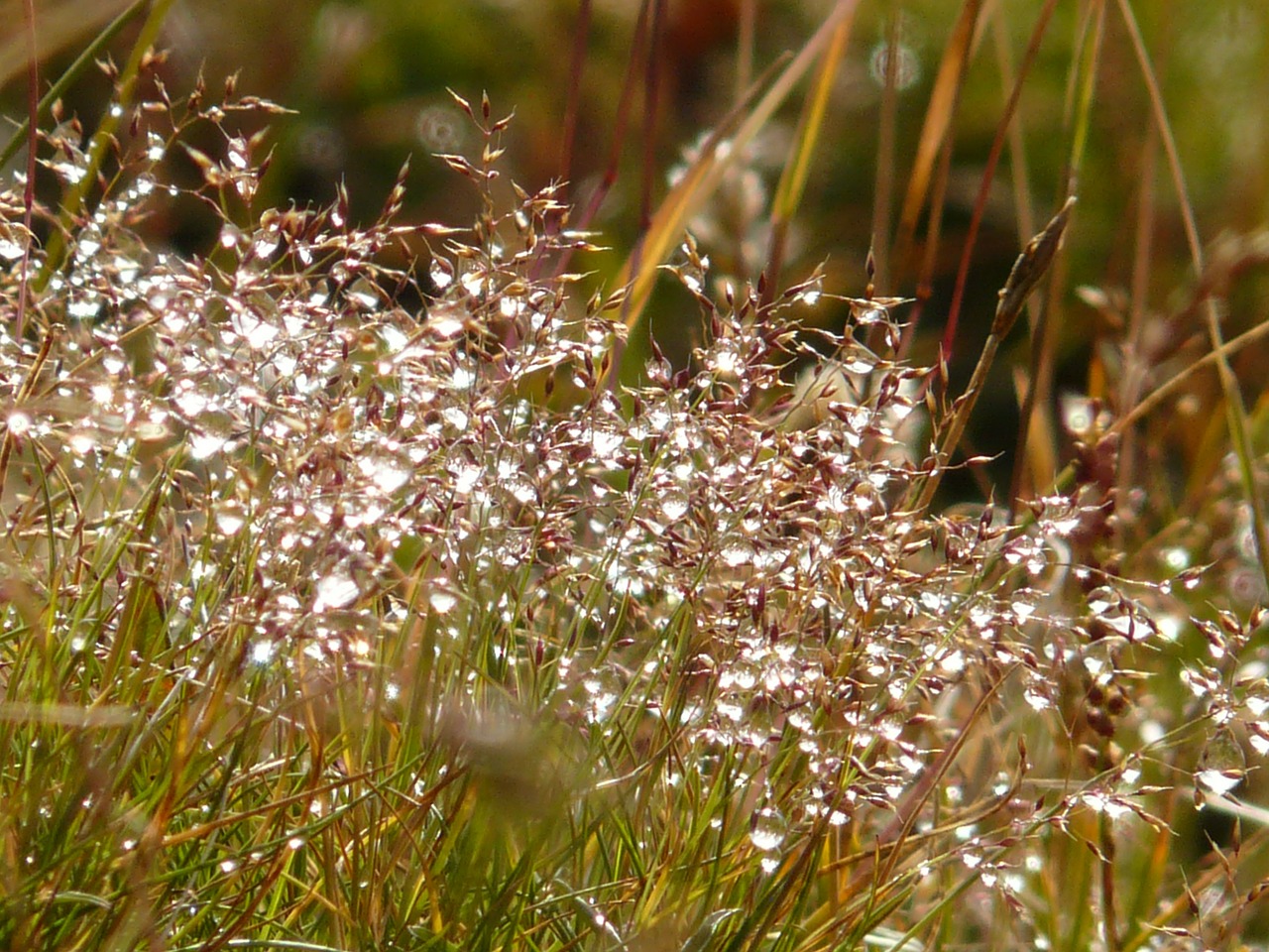 meadow grass dew free photo