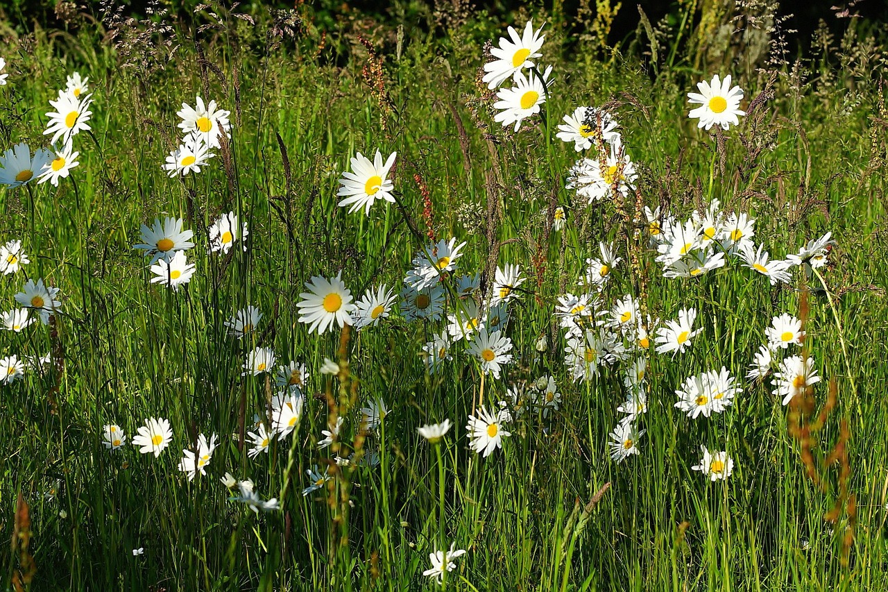 meadow flowers daisies free photo