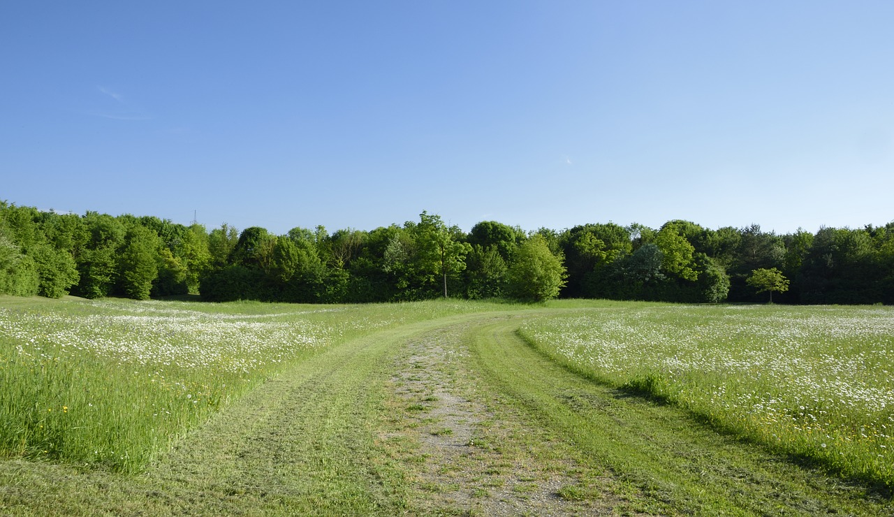 meadow away trees free photo