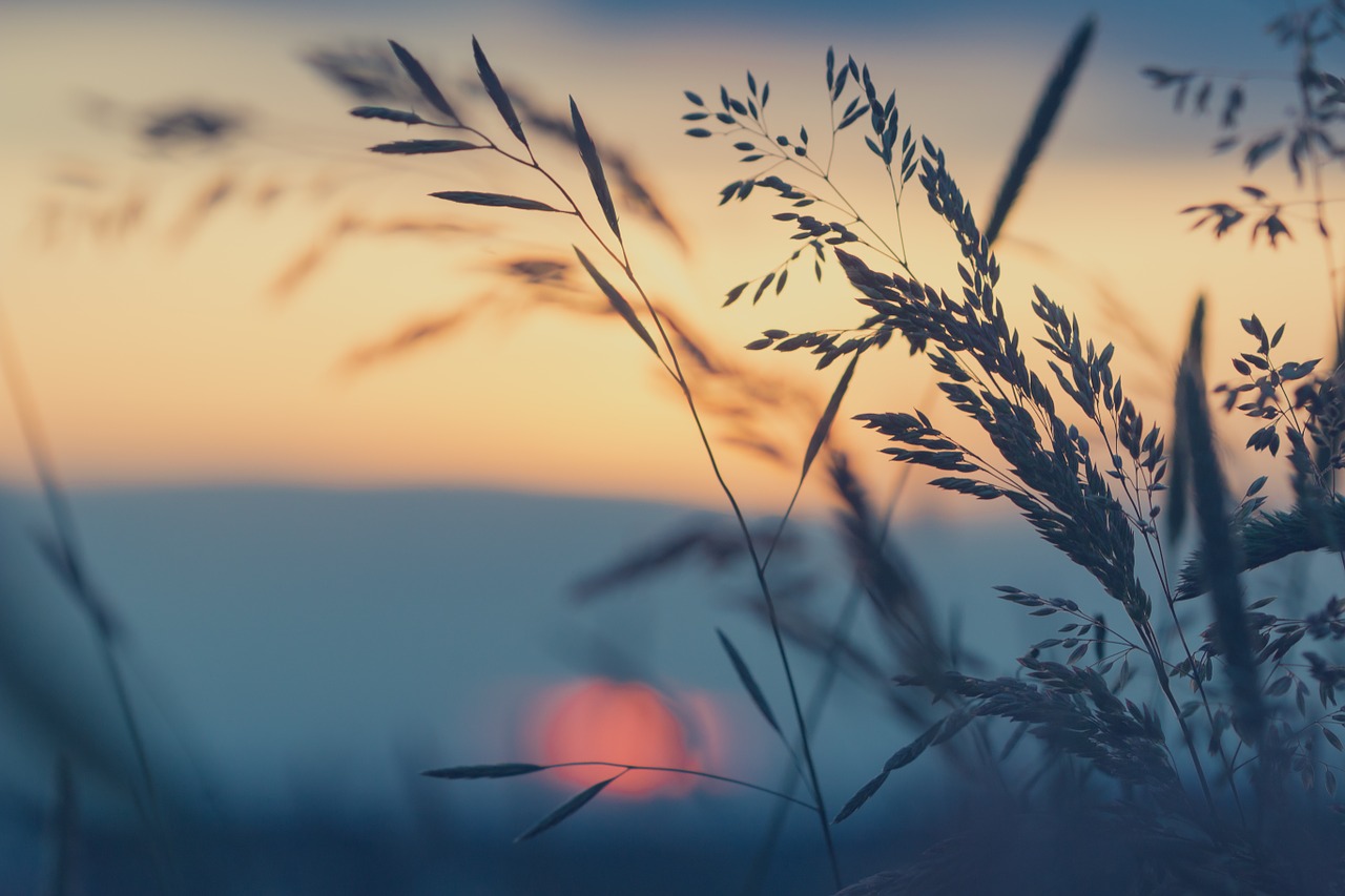 meadow grasses sunset free photo