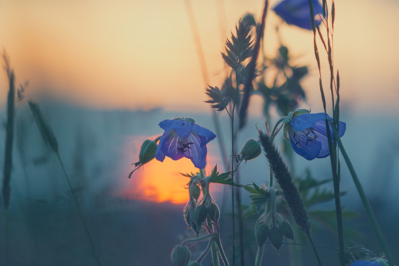 meadow grasses sunset free photo