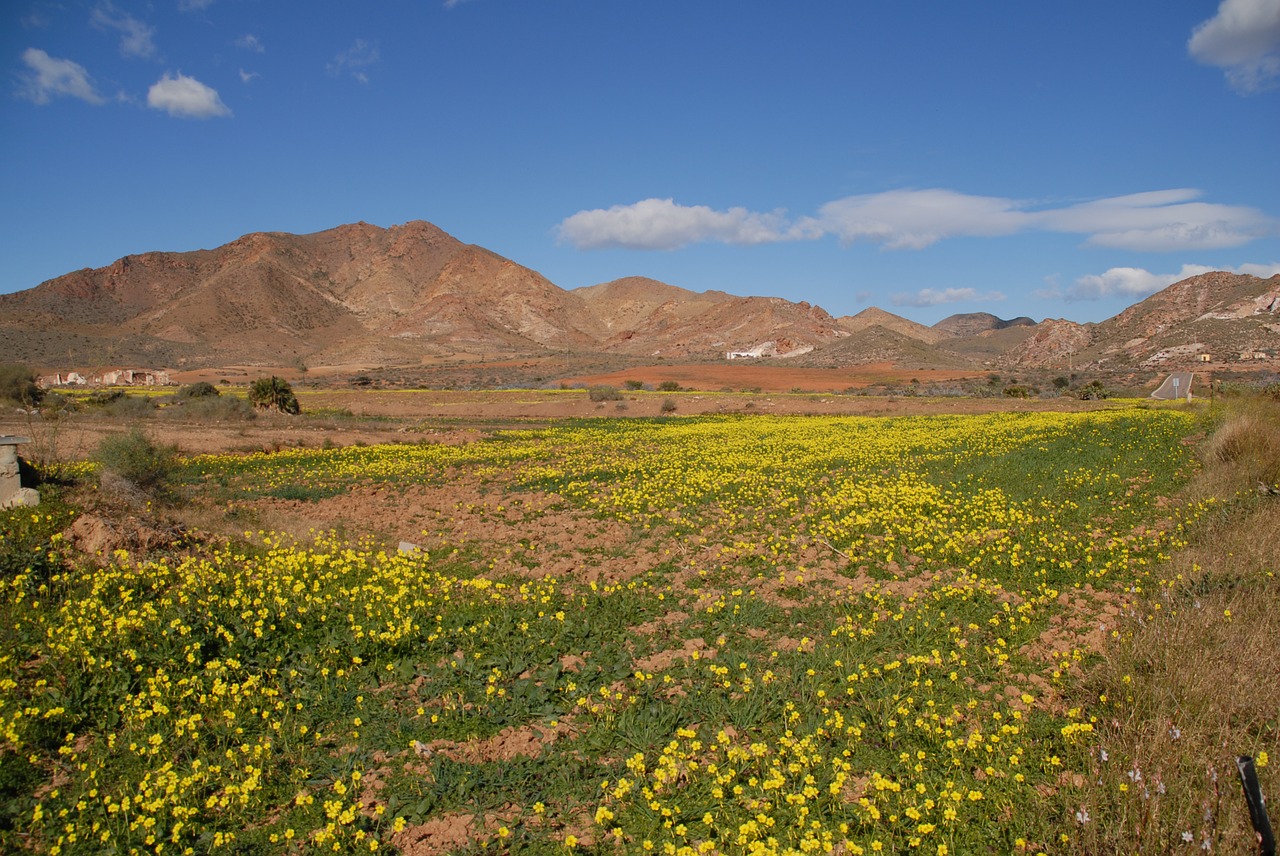 meadow summer clouds free photo