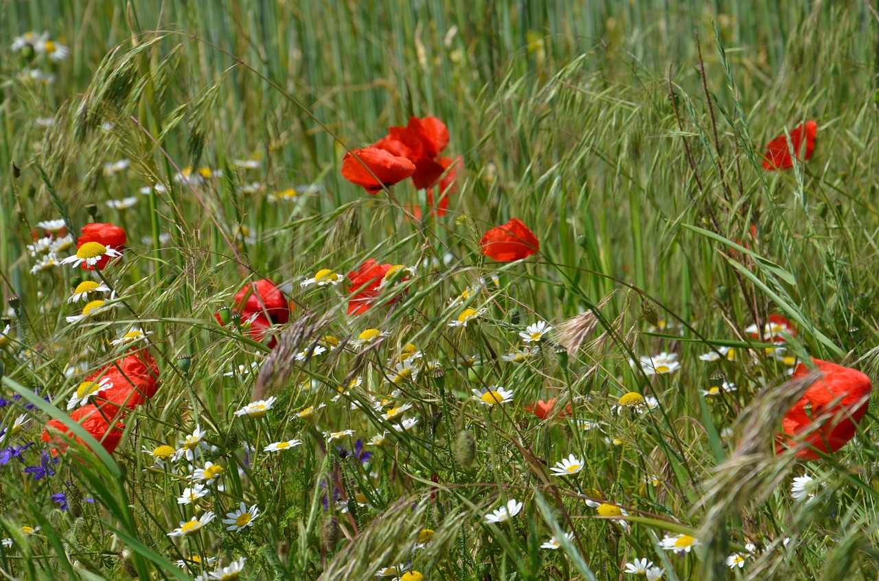 meadow green poppy free photo