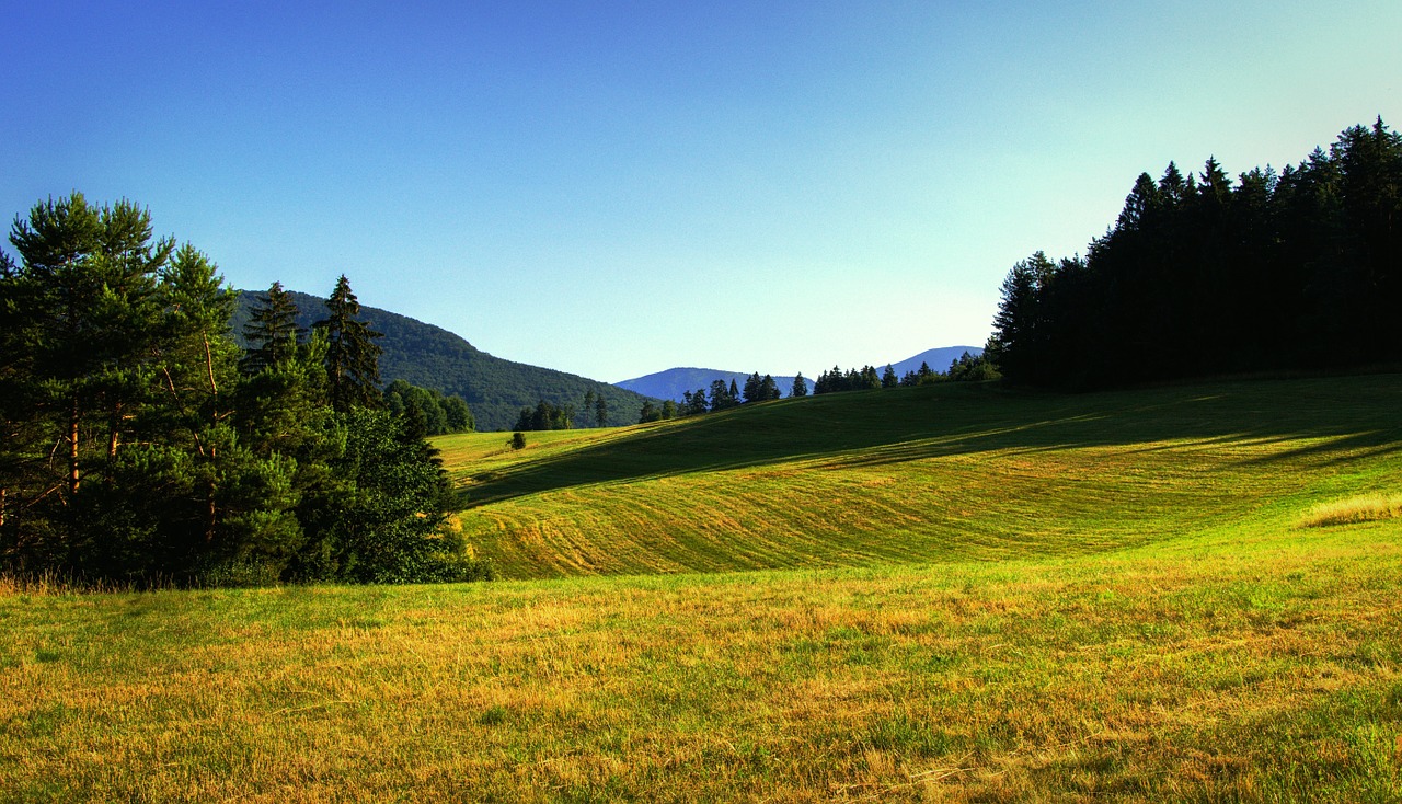 meadow summer landscape free photo