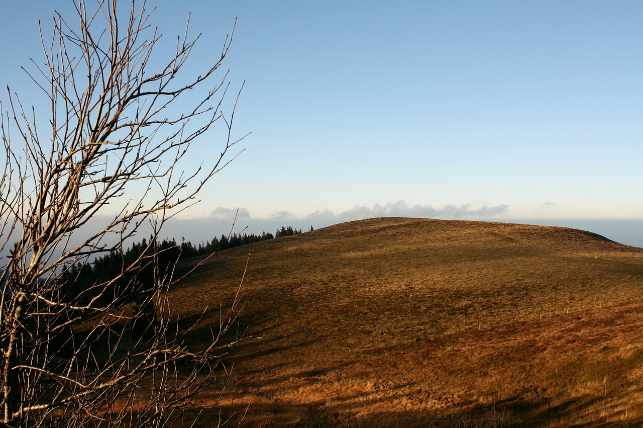 meadow field nature free photo