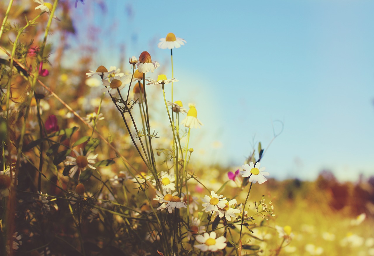 meadow wallpaper summer free photo