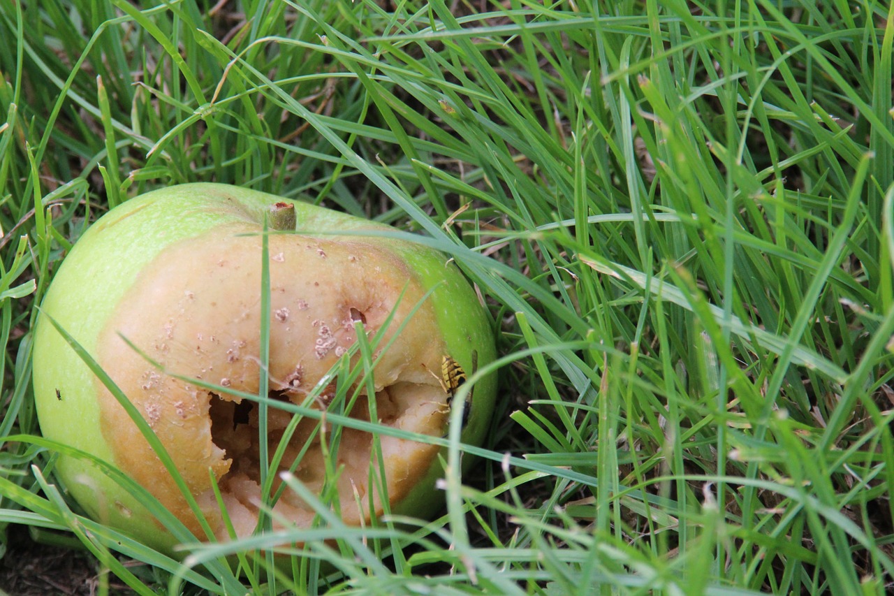 meadow green apple free photo