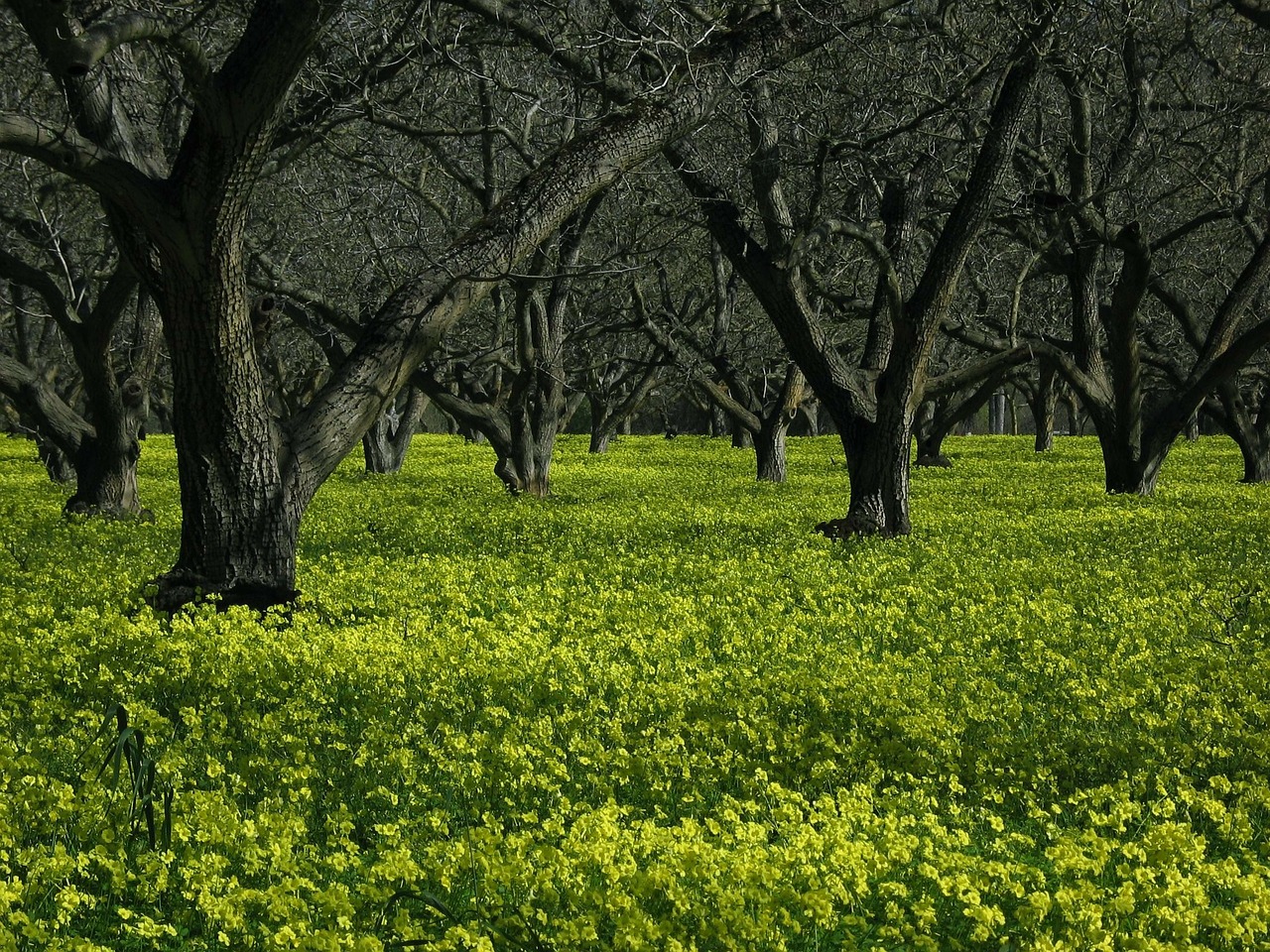 meadow wildflowers flowers free photo