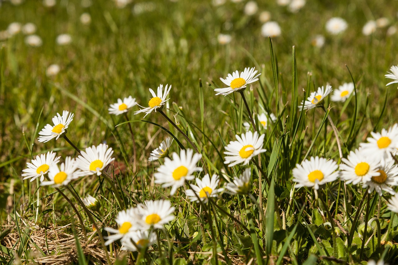 daisy meadow grass free photo