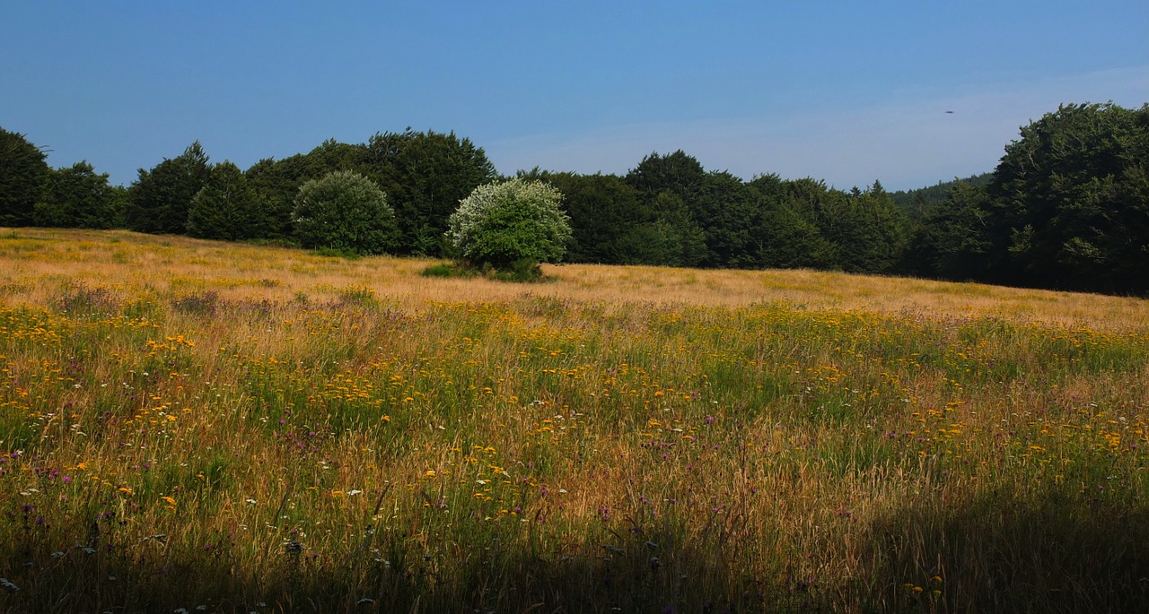 meadow tree sky free photo