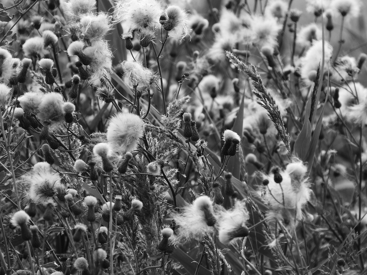 meadow black and white black and white photo free photo