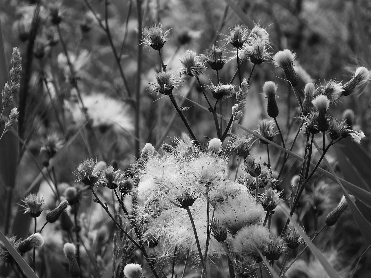 meadow black and white black and white photo free photo