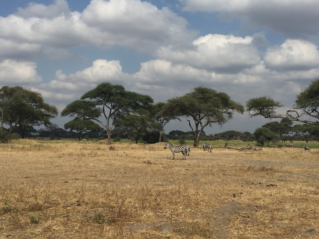 meadow zebra sky free photo