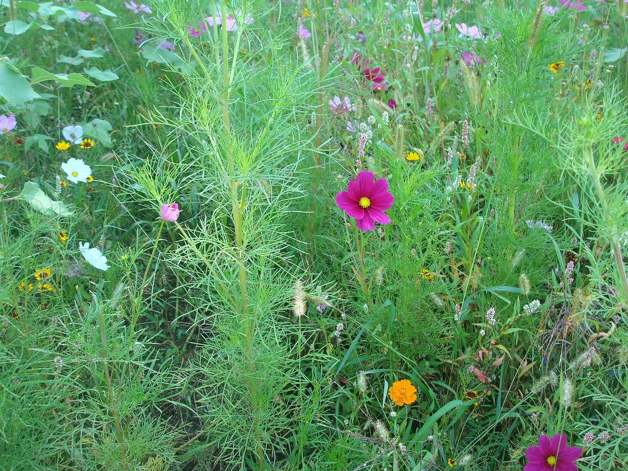 meadow flower meadow flowers free photo