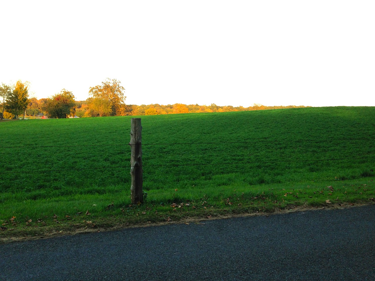 meadow green nature free photo