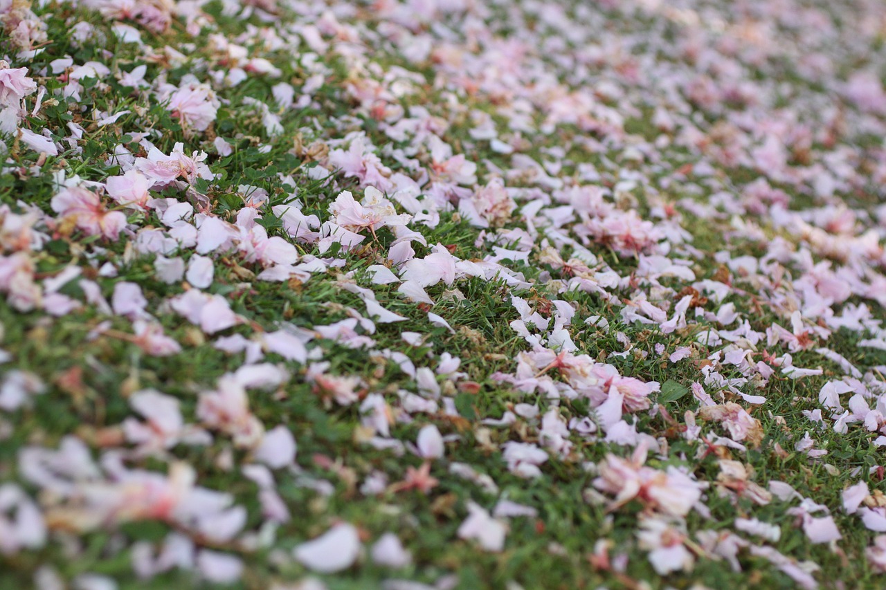 meadow petals pink free photo