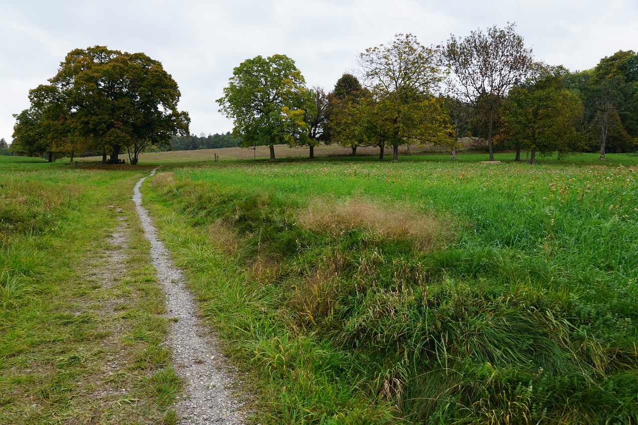 meadow field tree free photo