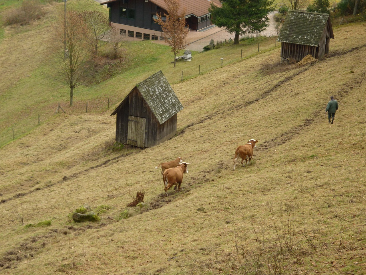 meadow valley pasture free photo