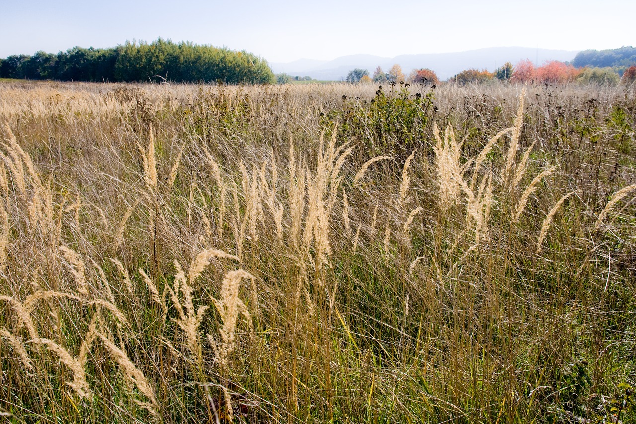 meadow grass autumn free photo