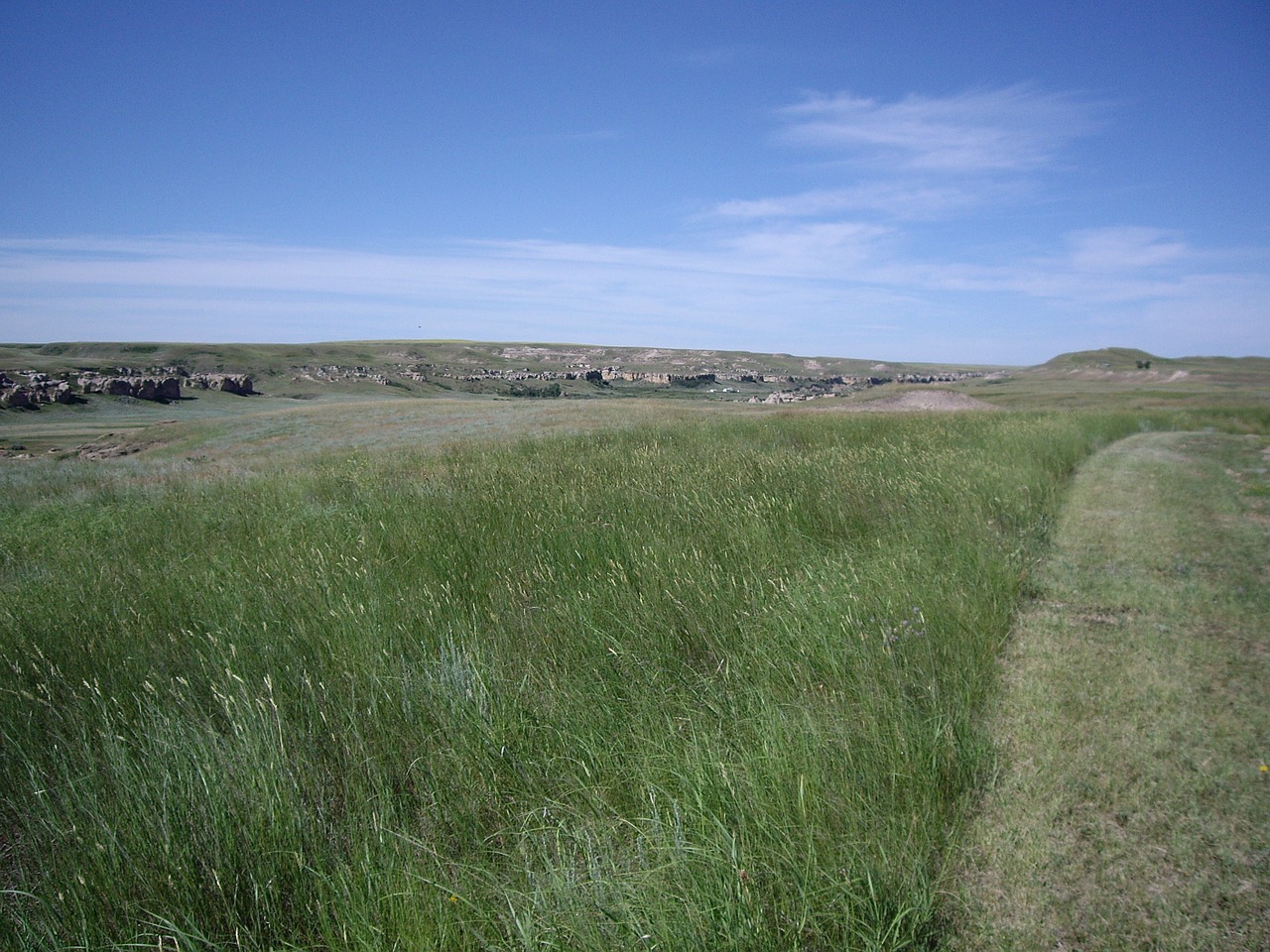 meadow grass pasture free photo