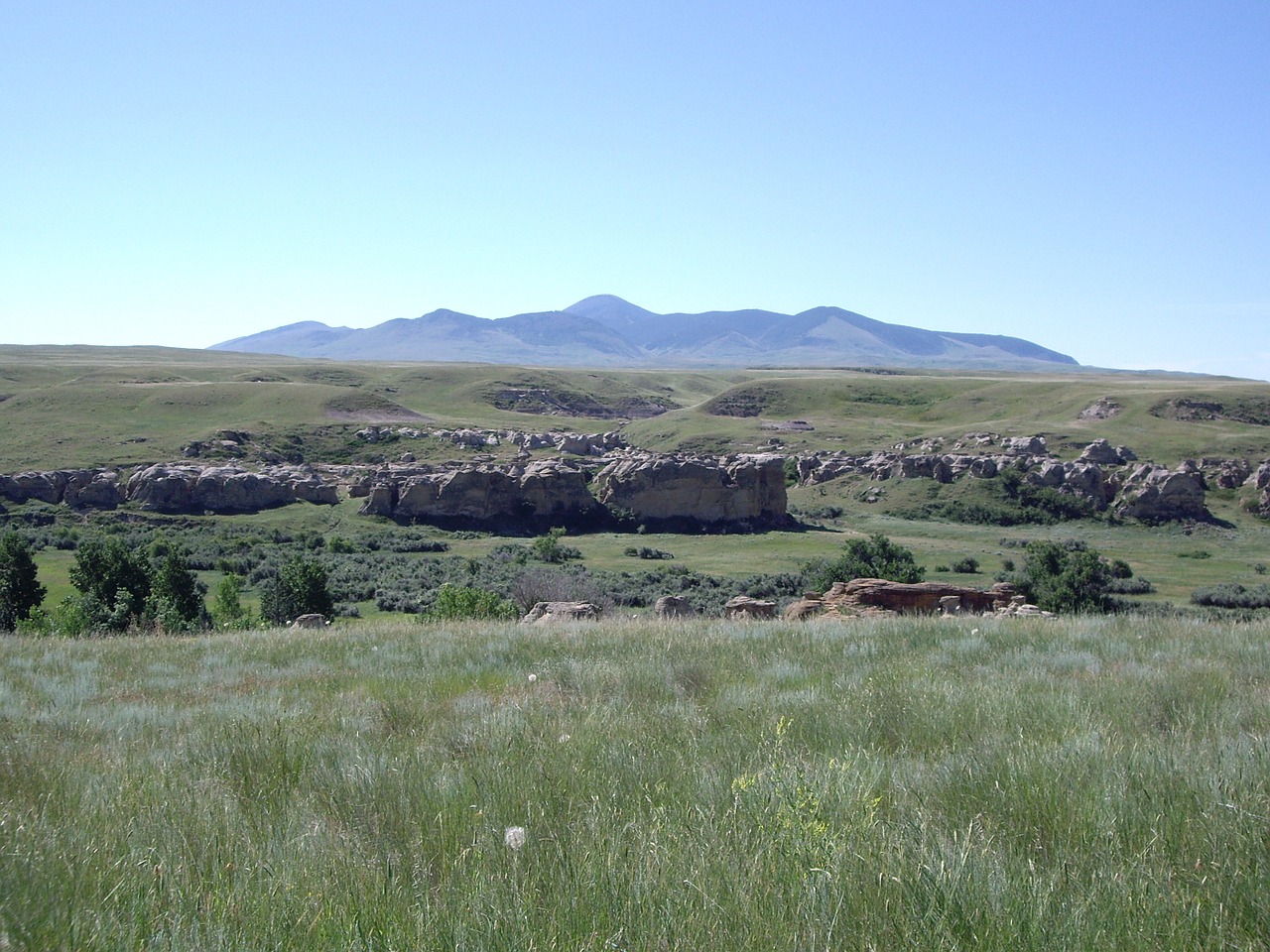 meadow grass hills free photo