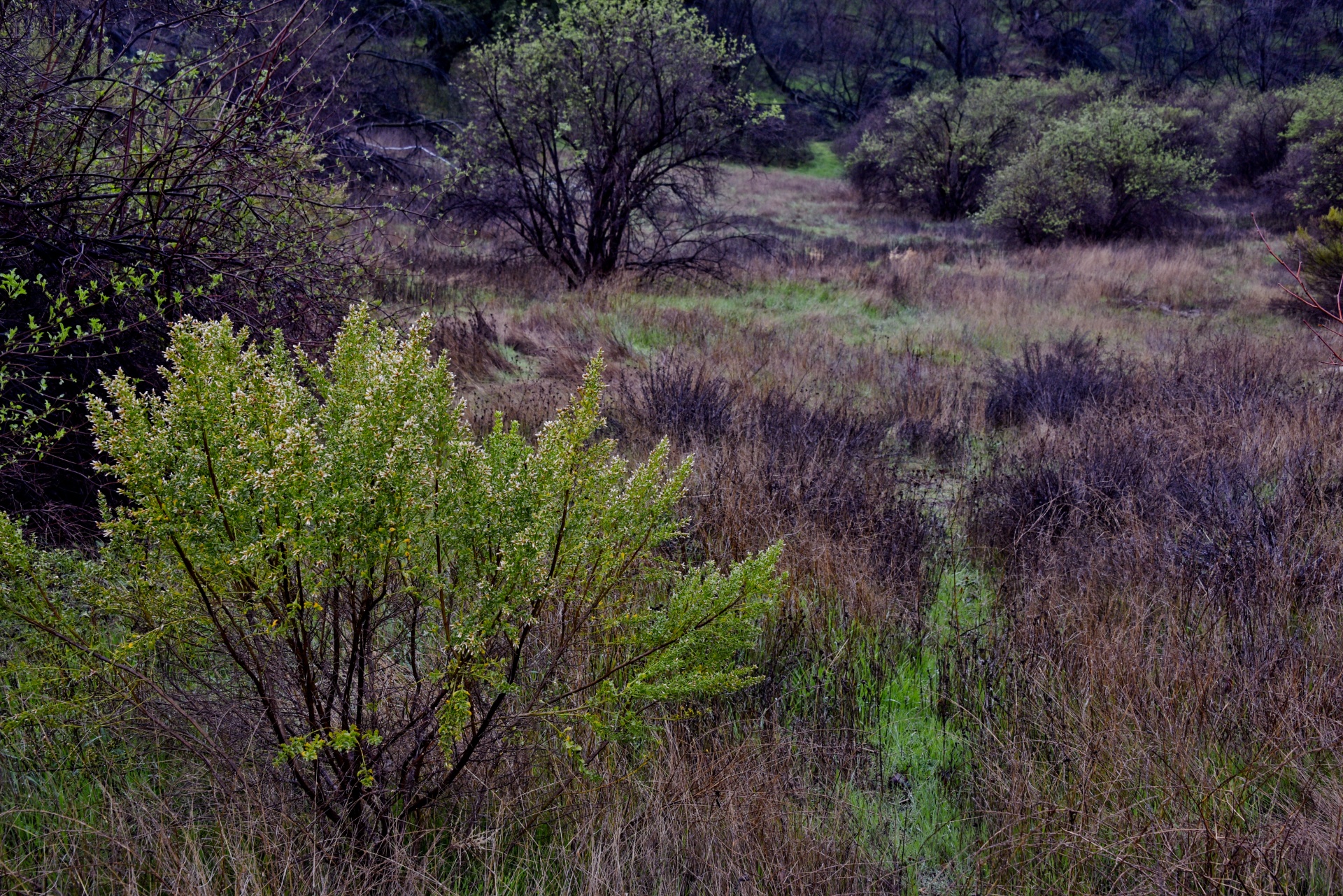 meadow rain wet free photo