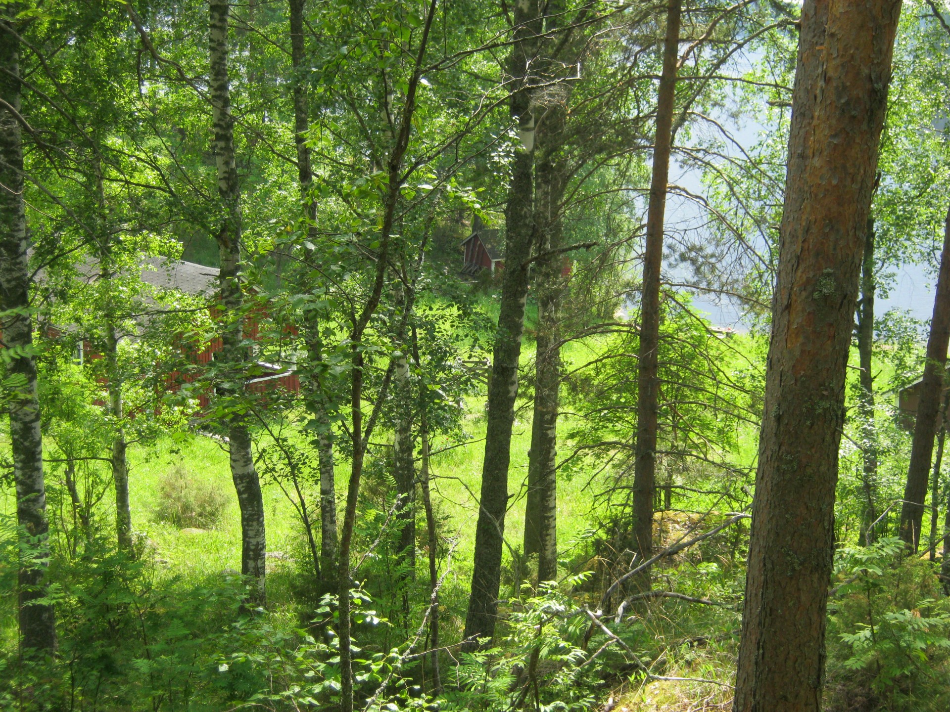 forest meadow finland free photo