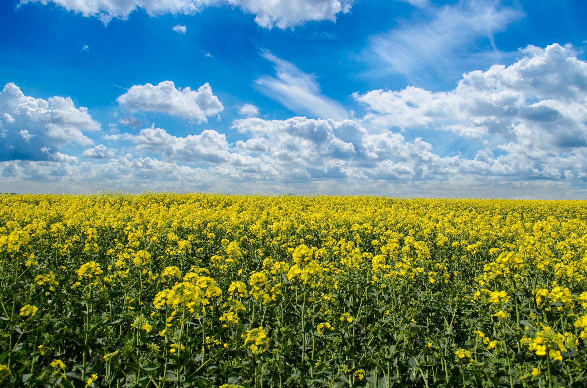 sky blue flowers free photo