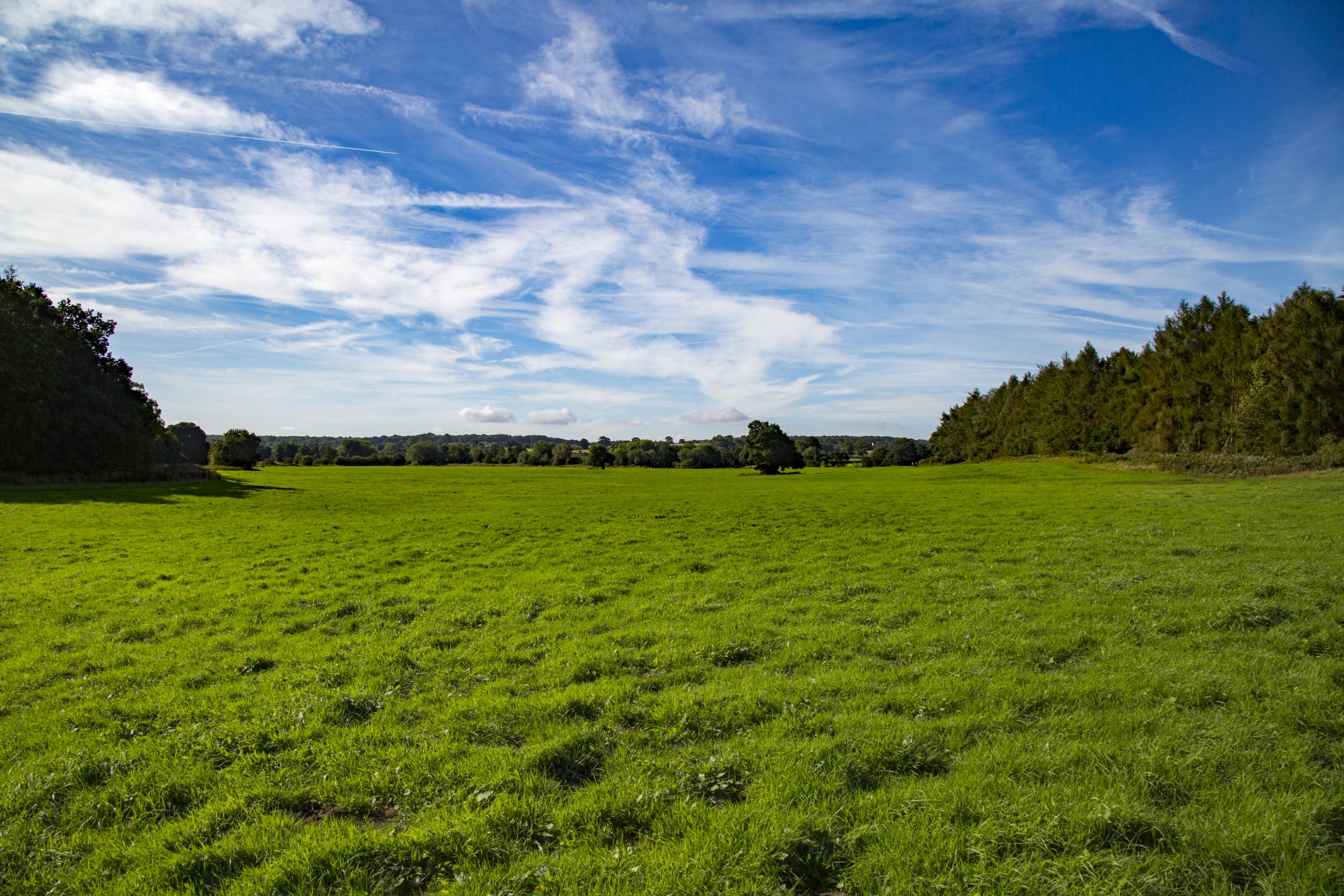 meadow forest tree free photo