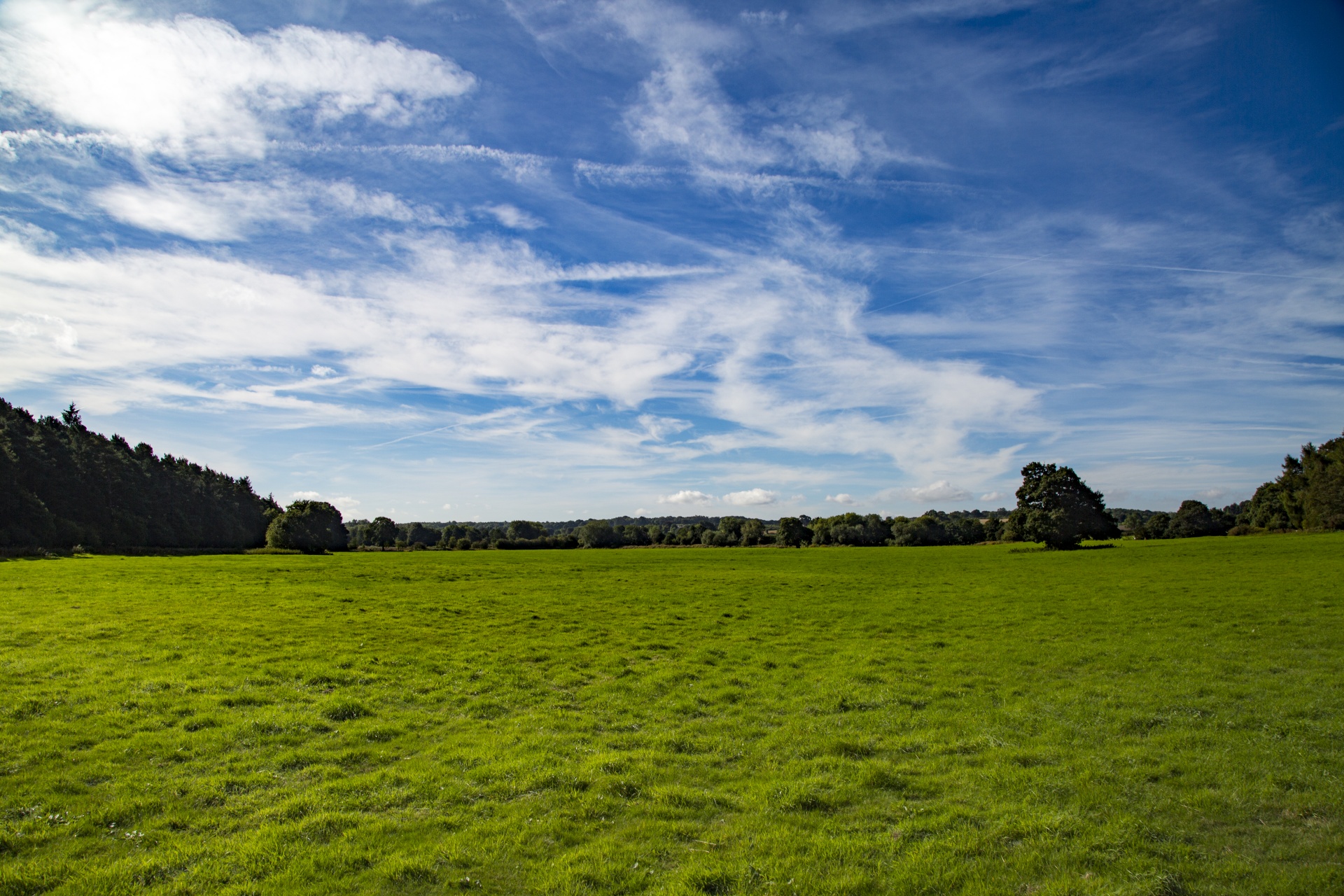 meadow forest tree free photo