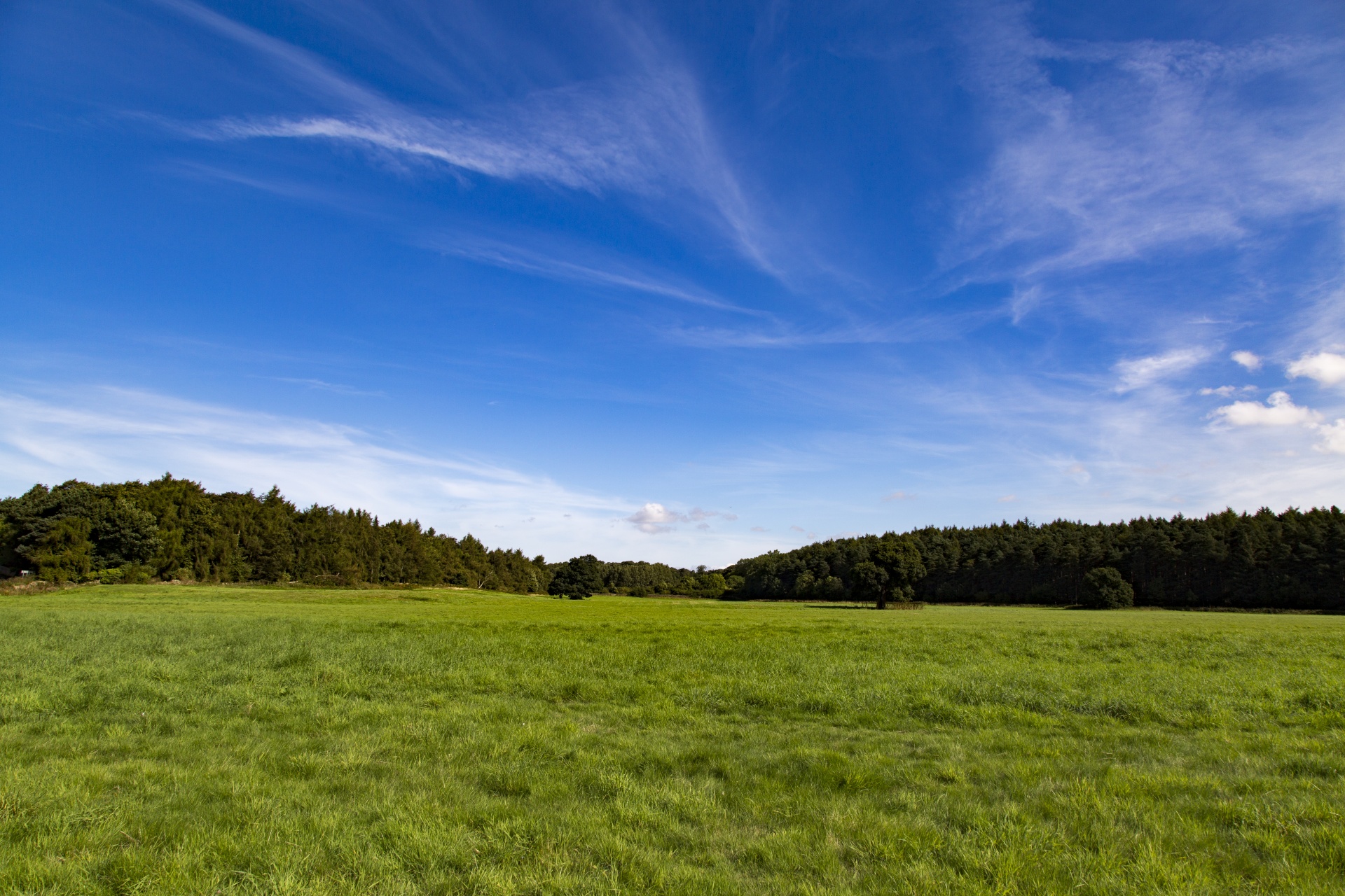 meadow forest tree free photo