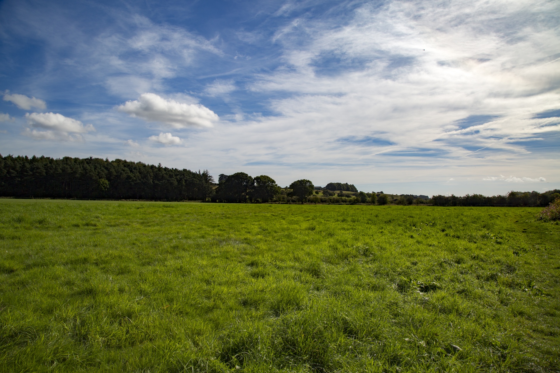 meadow forest tree free photo