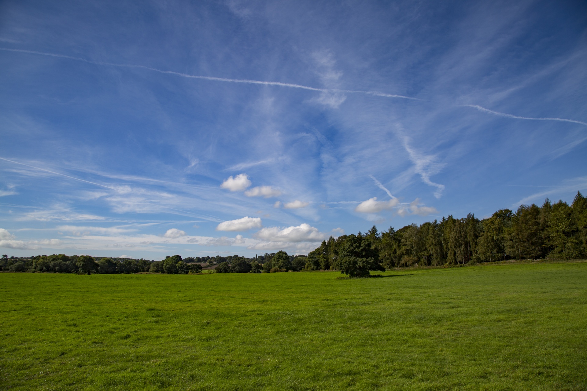 meadow forest tree free photo