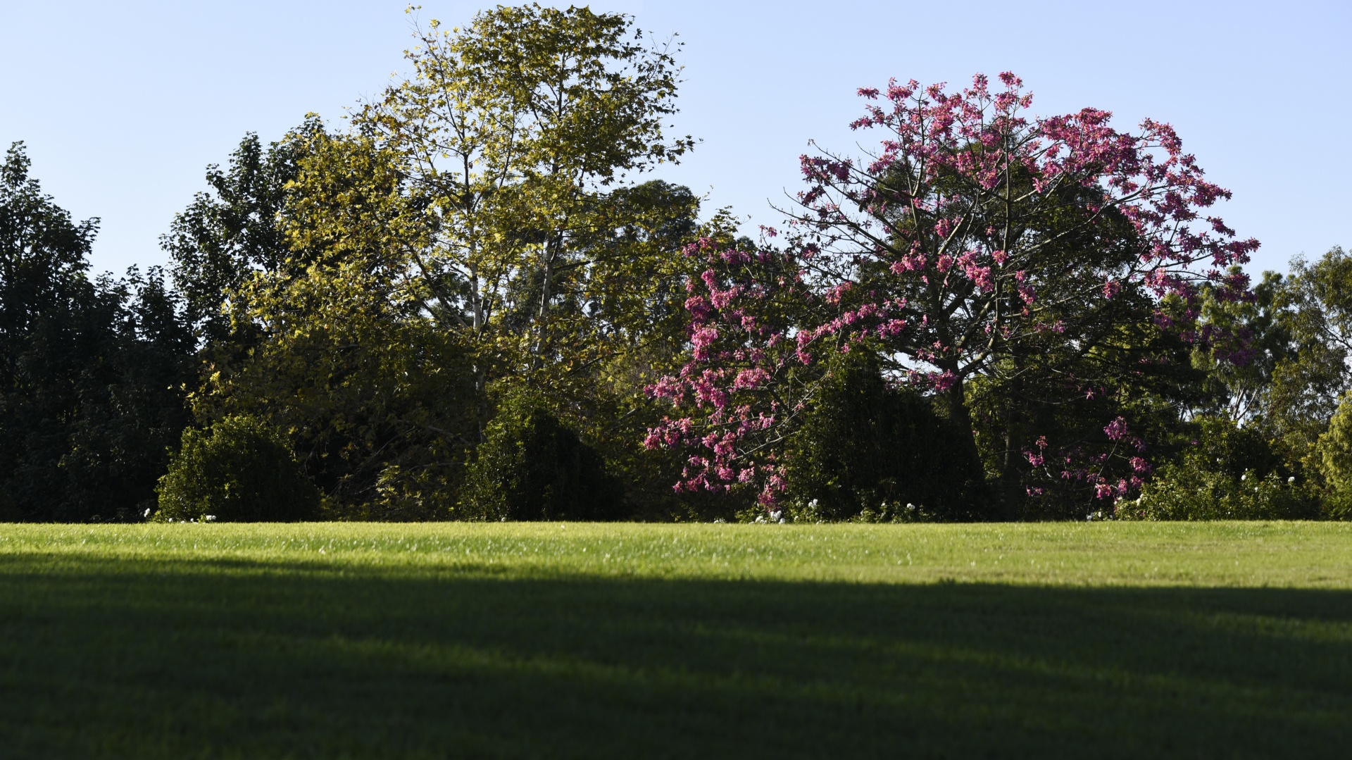 pink grass meadow free photo