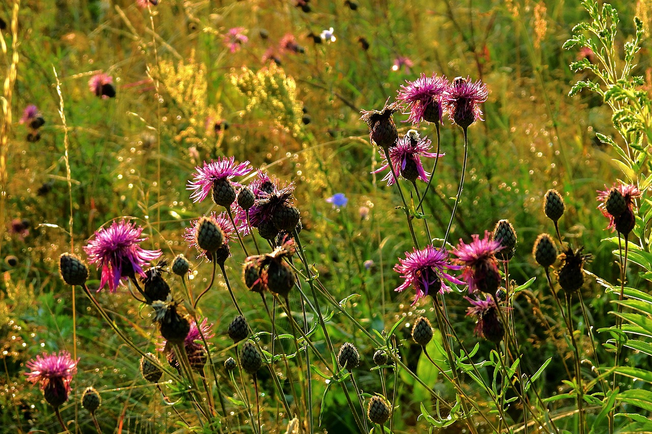 meadow at sunset  nature  thistles free photo