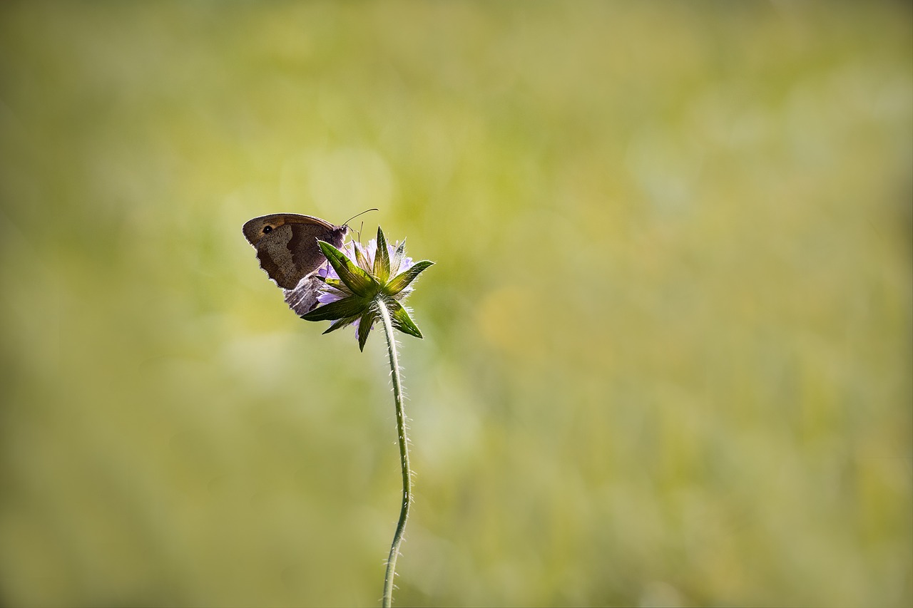 meadow brown butterfly flight insect free photo