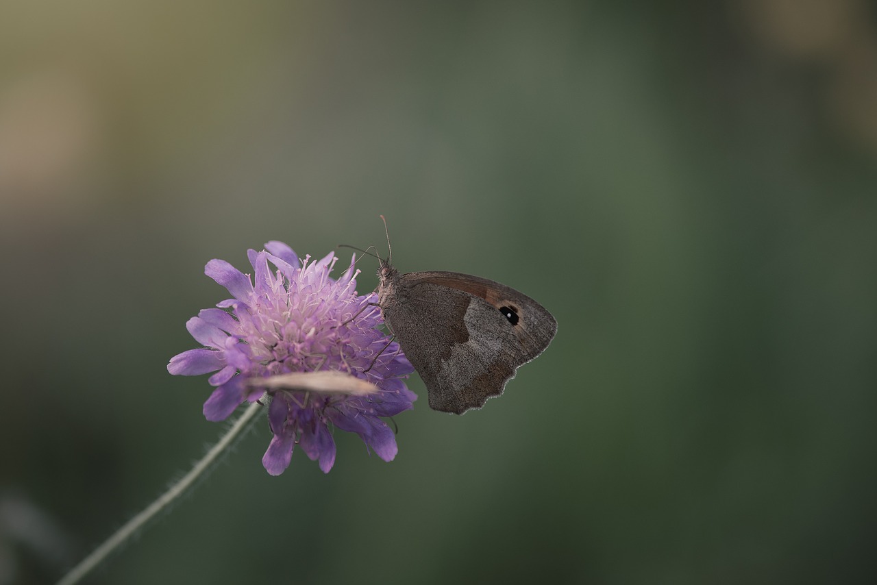 meadow brown butterfly flight insect free photo