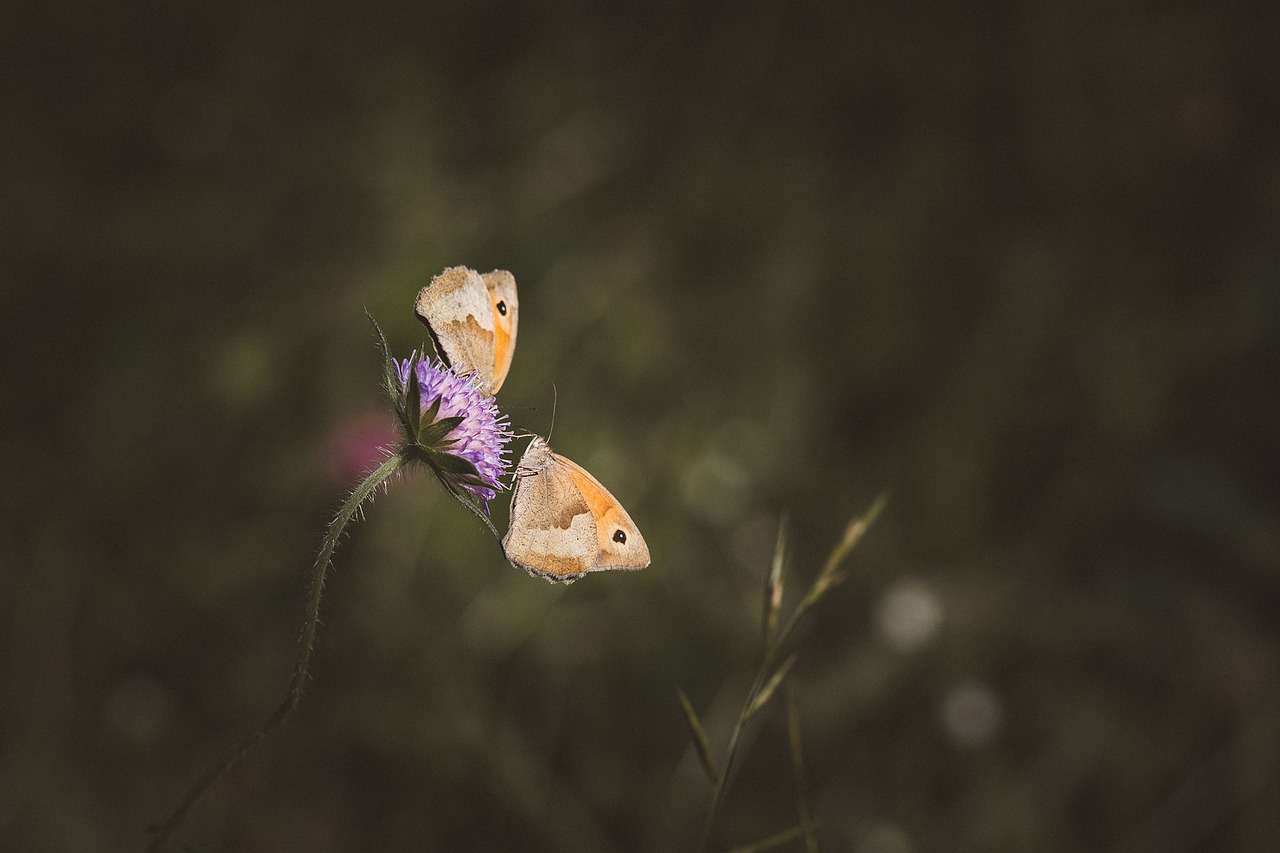 meadow brown butterfly flight insect free photo