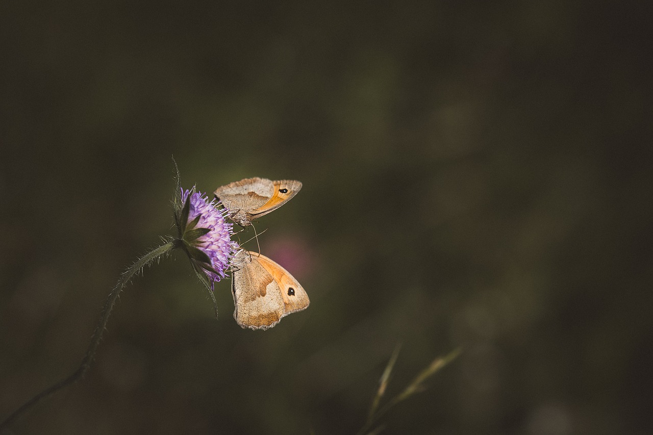 meadow brown butterfly flight insect free photo