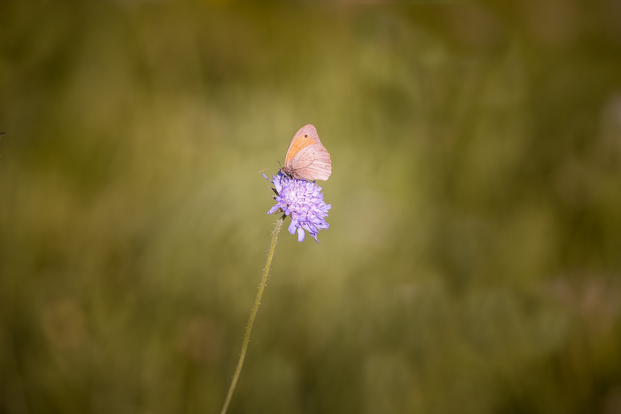 meadow brown butterfly flight insect free photo