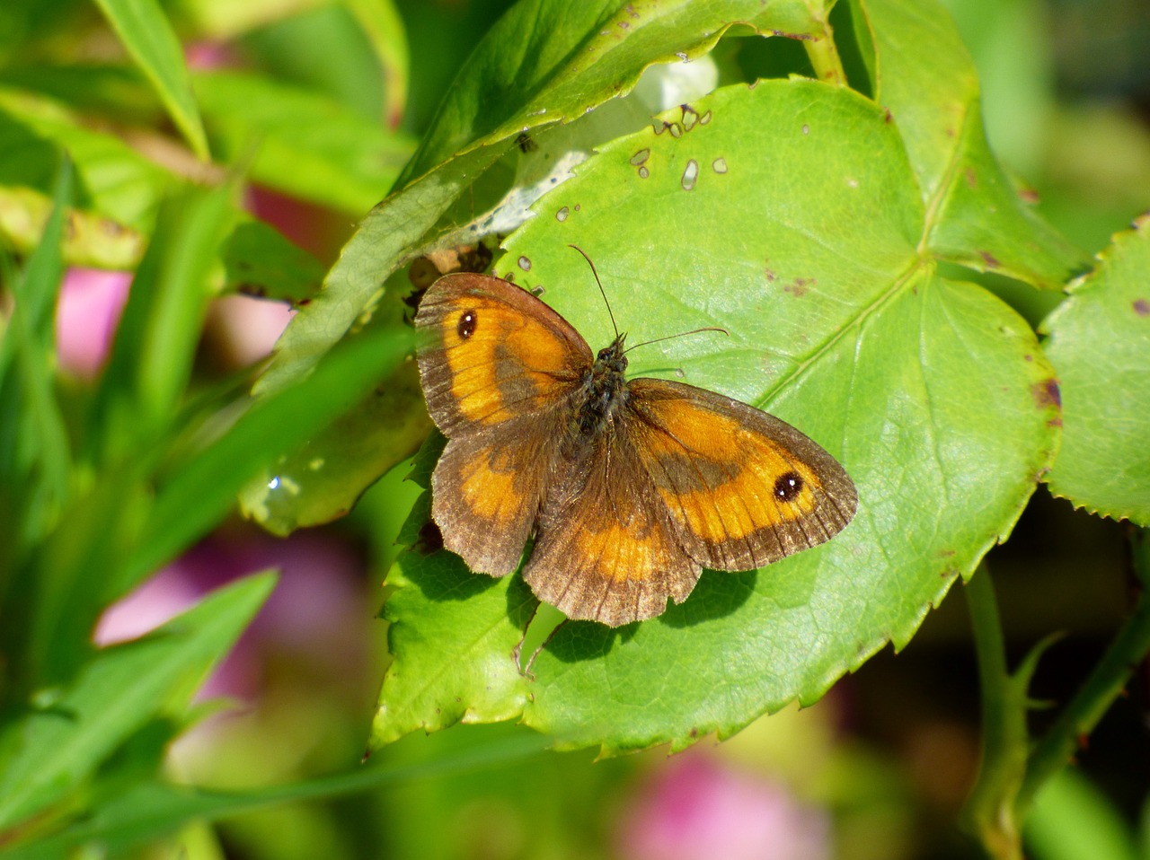 meadow brown butterfly garden free photo