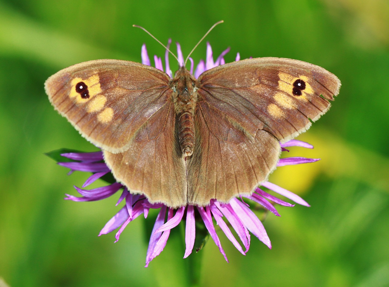meadow brown butterfly butterflies free photo