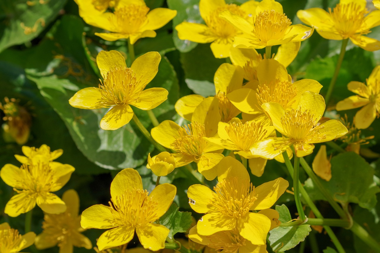 meadow buttercup  flower  petals free photo