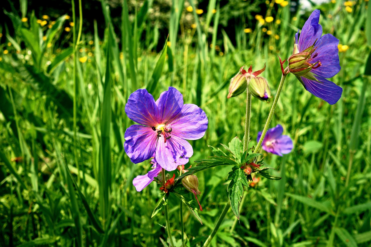 meadow cranesbill  meadow geranium  geranium free photo