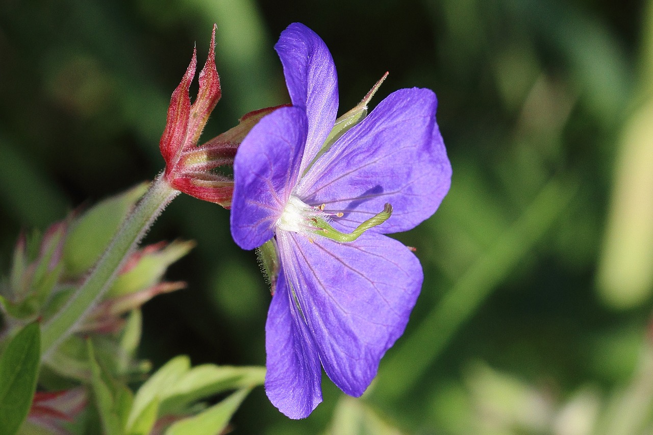 meadow cranesbill blossom bloom free photo