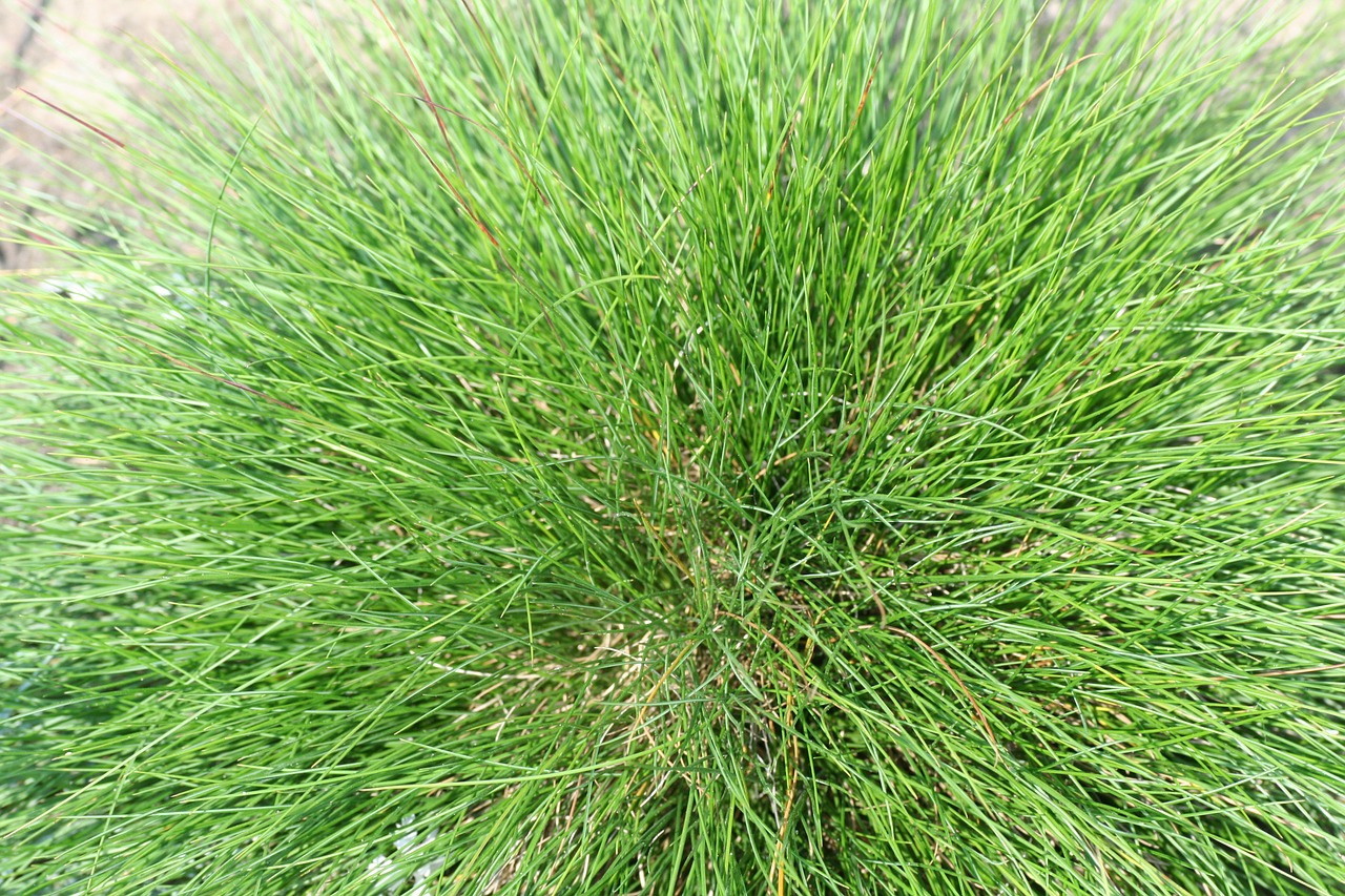 meadow fescue festuca grass free photo