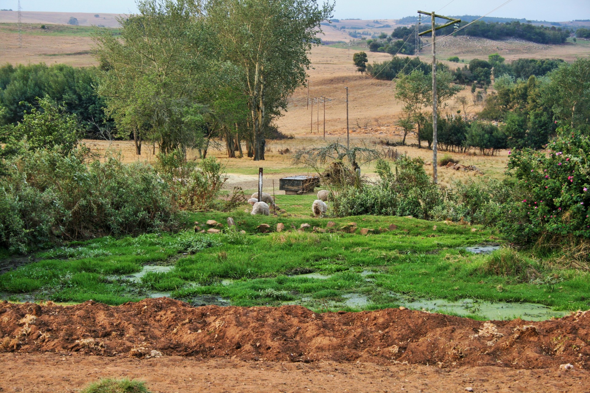 farm veld field free photo