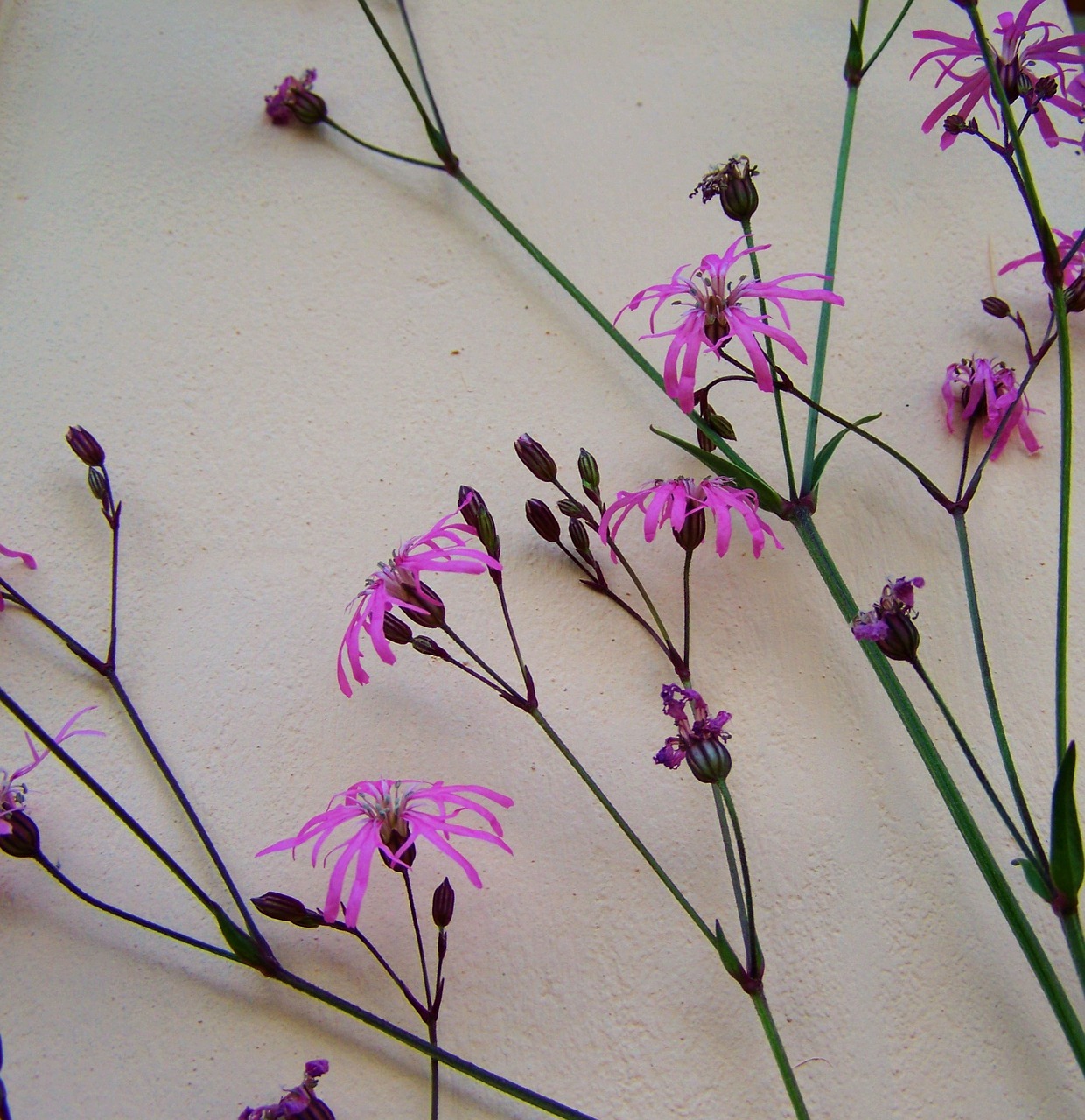 meadow flower pink cornflower free photo
