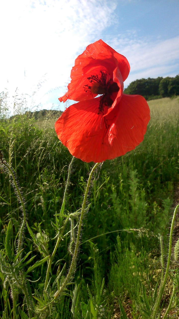 meadow flower red poppy flora free photo